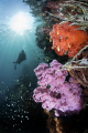   Among soft corals Triton Bay  